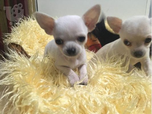 Ο Μιλ είχε τα πιο εκπληκτικά chihuahuas της φυλής κουτάβια...